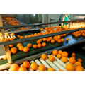 Manufacture Natural High Quality Sweet Fresh Citrus Mandarin Navel Orange
